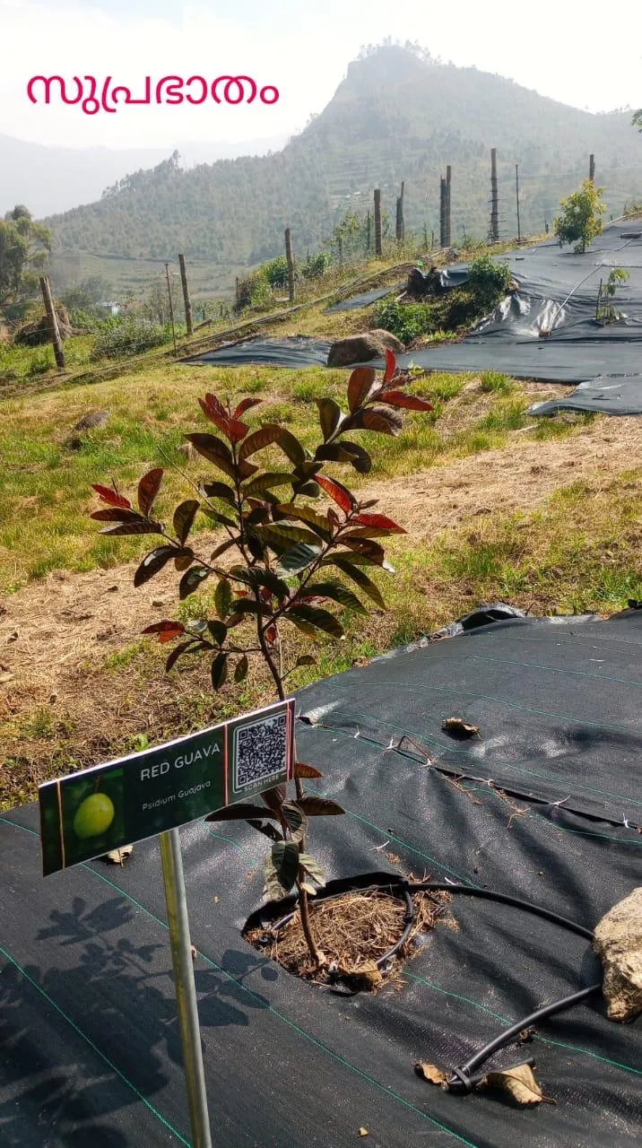 Fresh organic vegetables from the farm