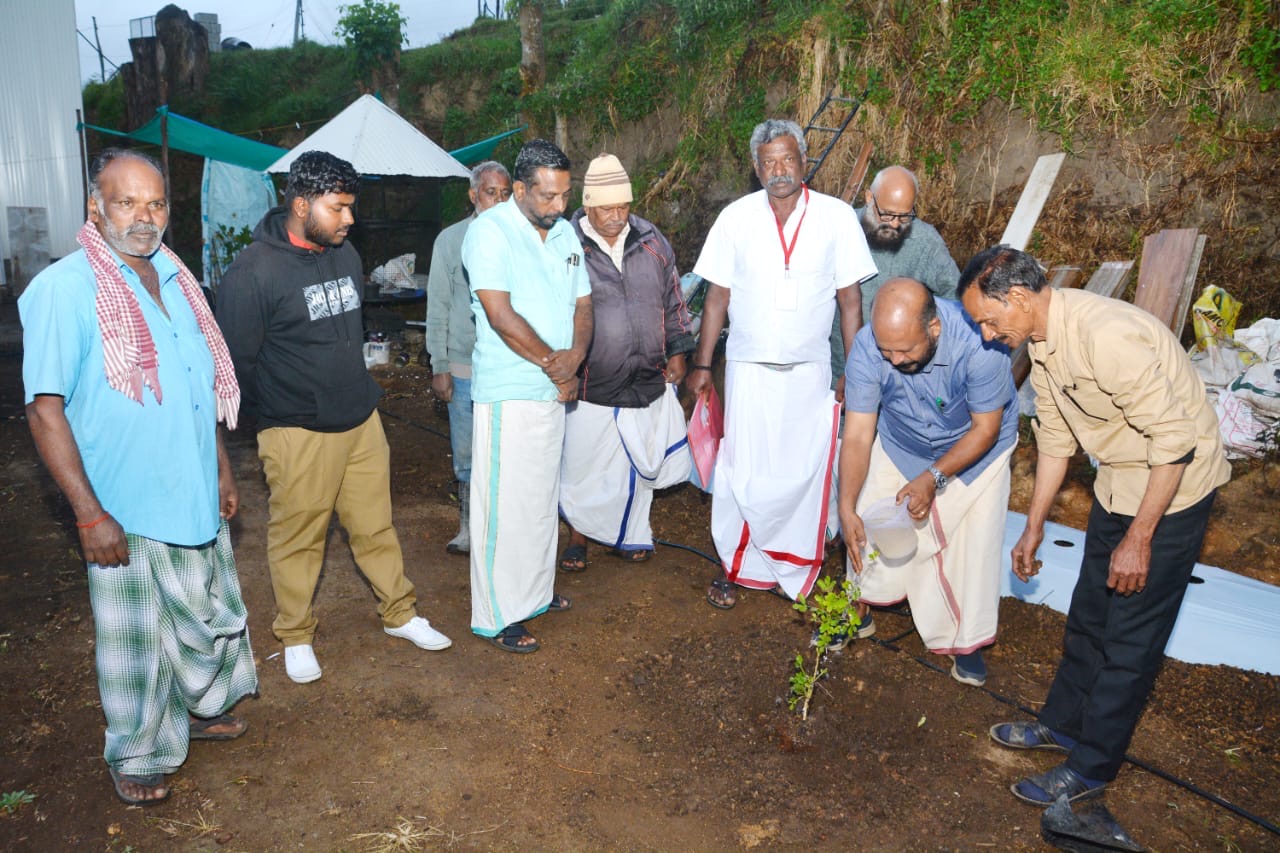 Colorful flowers in resort gardens