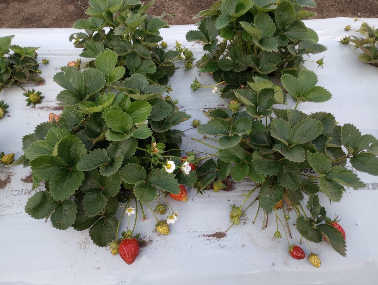 Traditional farming tools and methods