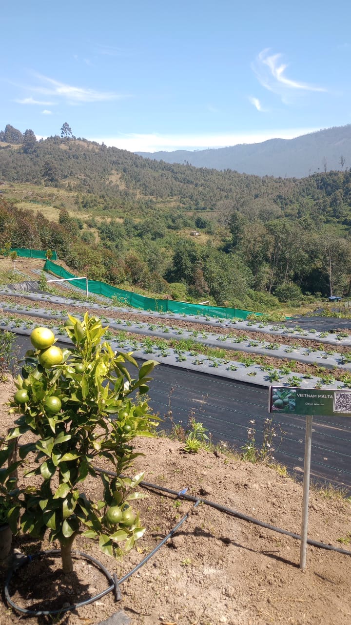 Rolling hills and lush green landscapes of Munnar
